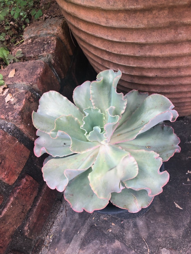 多肉植物のある暮らし