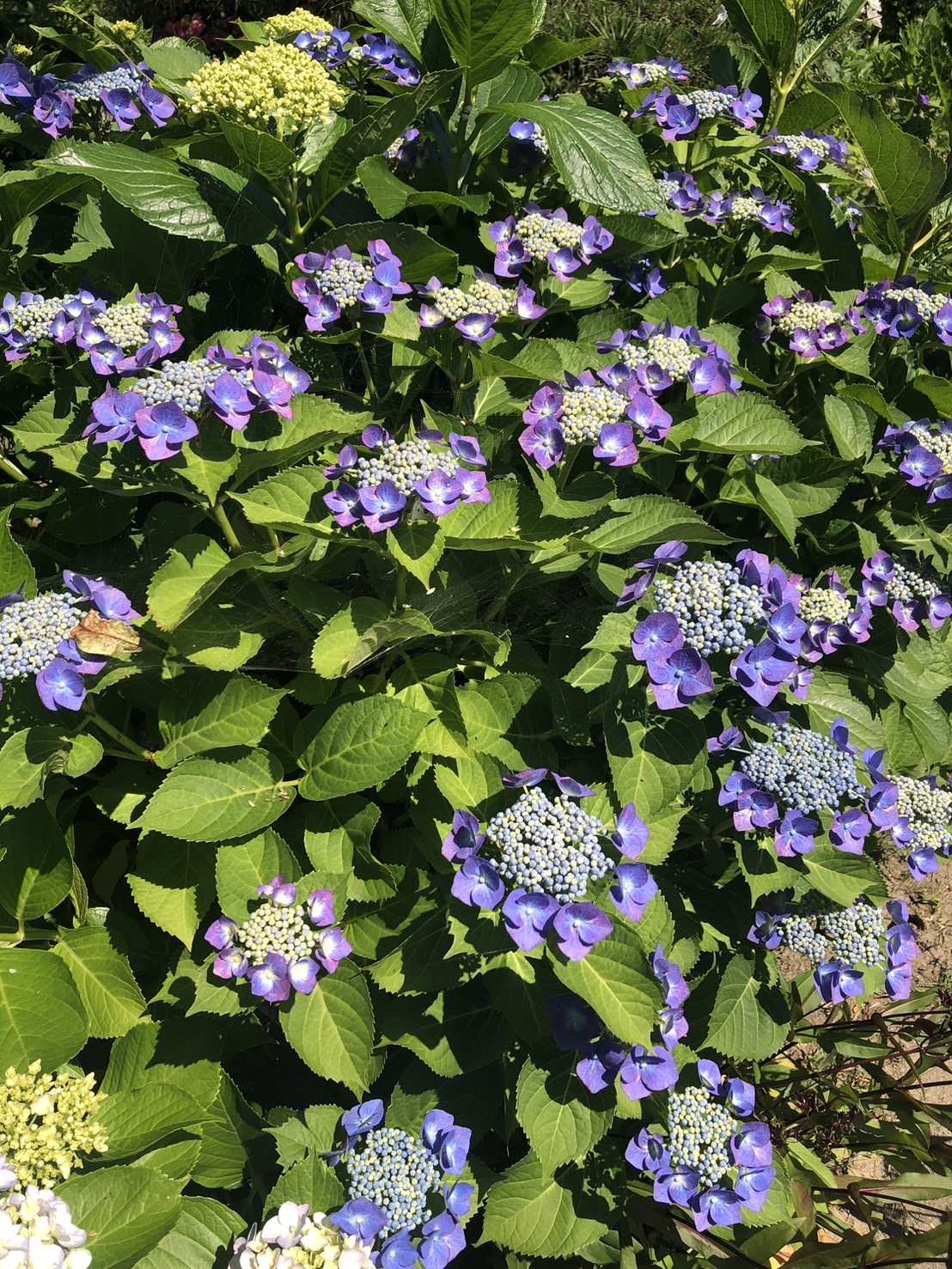 ６月のお花といえば