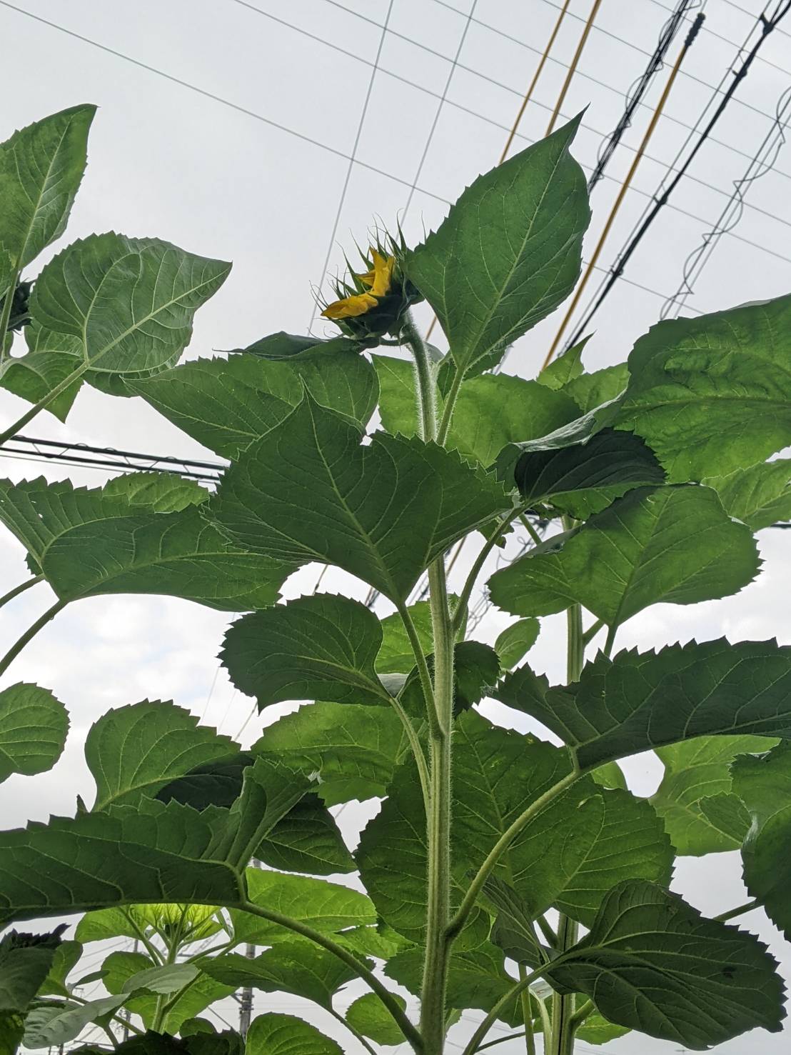 育ち盛り🌻